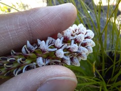 Disa obtusa hottentotica