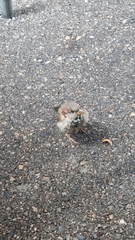 Passer domesticus