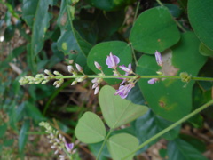 Hegnera obcordata