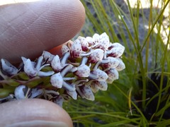 Disa obtusa hottentotica