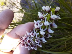 Disa obtusa hottentotica