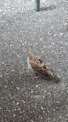 Passer domesticus