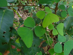 Hegnera obcordata