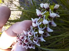 Disa obtusa hottentotica