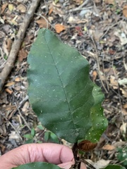 Trichocladus crinitus