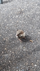 Passer domesticus