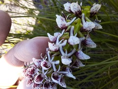 Disa obtusa hottentotica