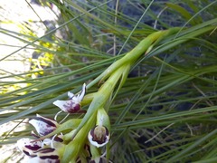 Disa obtusa hottentotica
