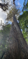 Eucalyptus tasmaniensis