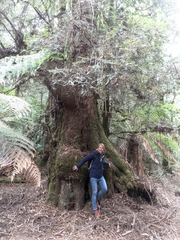 Nothofagus cunninghamii