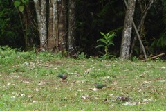 Chalcophaps longirostris