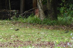 Chalcophaps longirostris