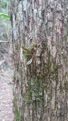 Dendrobium tetragonum