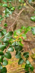 Nothofagus cunninghamii