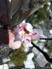 Gladiolus debilis