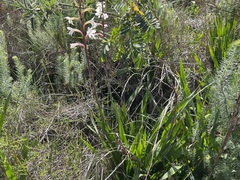 Watsonia meriana