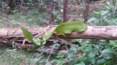 Rhinerrhiza divitiflora