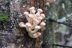 Armillaria borealis