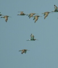 Limosa