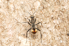 Polyrhachis brisbanensis