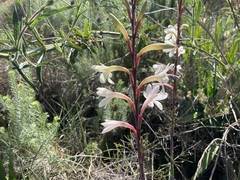 Watsonia meriana