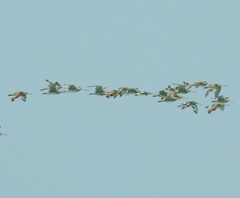 Limosa