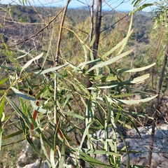 Acacia neriifolia