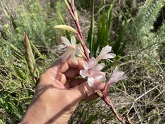 Watsonia meriana