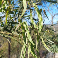 Acacia neriifolia