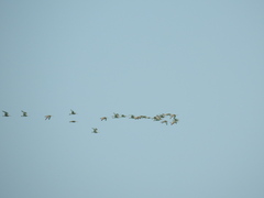 Limosa