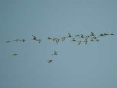 Limosa