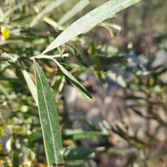 Acacia neriifolia