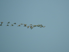Limosa