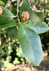 Elaeodendron croceum