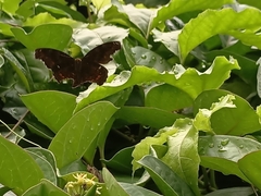 Junonia hedonia