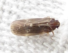 Synecdoche dimidiata