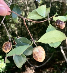 Elaeodendron croceum