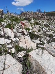 Tritoniopsis pulchra