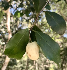 Elaeodendron croceum