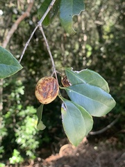 Elaeodendron croceum