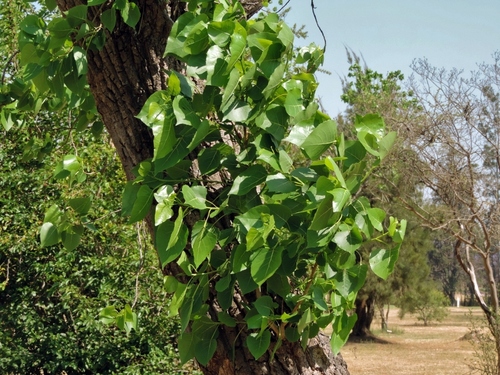 Populus carolinensis image