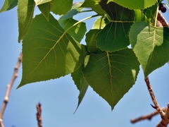 Image of Populus carolinensis