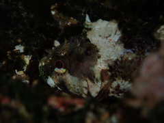 Calliclinus geniguttatus