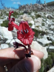 Tritoniopsis pulchra