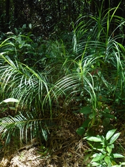 Scleria scrobiculata