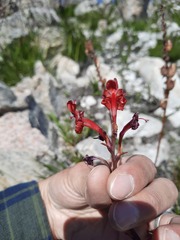 Tritoniopsis pulchra