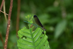 Atrocalopteryx melli