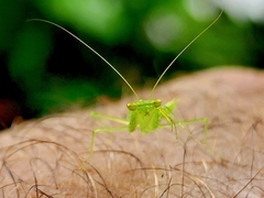 Tropidomantis
