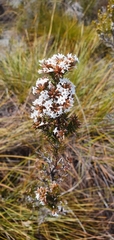 Epacris gunnii