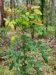 Alectryon tomentosus